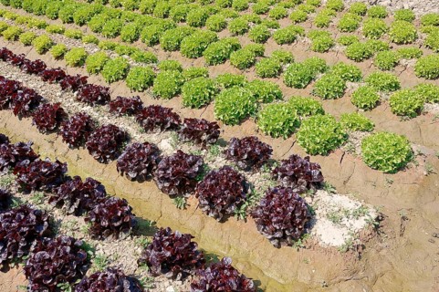 Field with Lollo Rosso and Lollo Bionda lettuce (Lactuca sativa var crispa)
