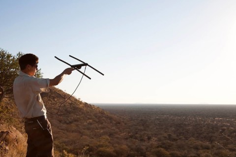 Man is radio tracking a leopard at the Okonjima Lodge