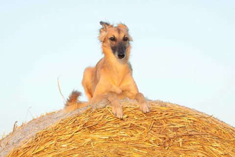 Silken Windsprite sighthound lying on straw bale