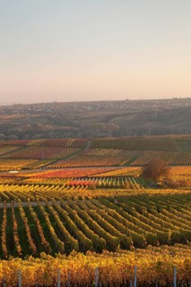 Vineyards in the evening light in autumn