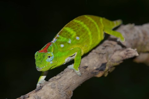Petter's Chameleon (Furcifer petteri)