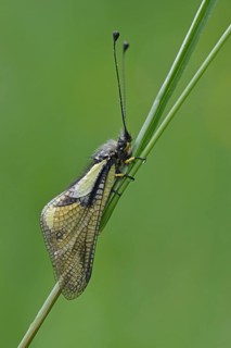 Owly Sulphur (Libelloides coccajus)