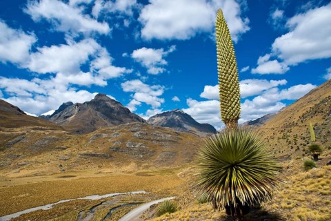 Queen of the Andes (Puya raimondii)