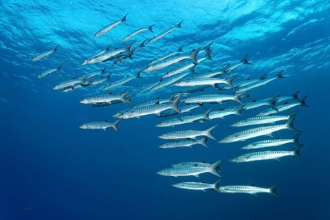 School Blackfin Barracuda (Sphyraena qenie)