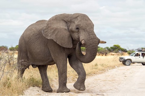 African Elephant (Loxodonta africana) crossing a road
