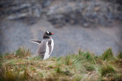 Gentoo Penguin (Pygoscelis papua)