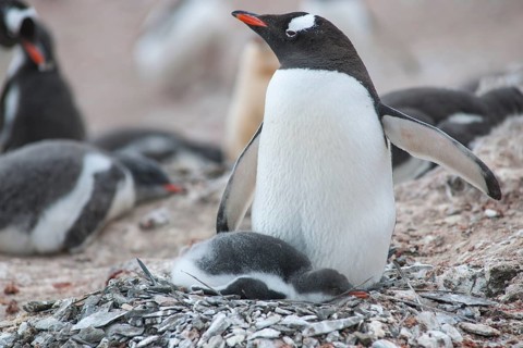 Gentoo Penguin (Pygoscelis papua) and chick at the nest