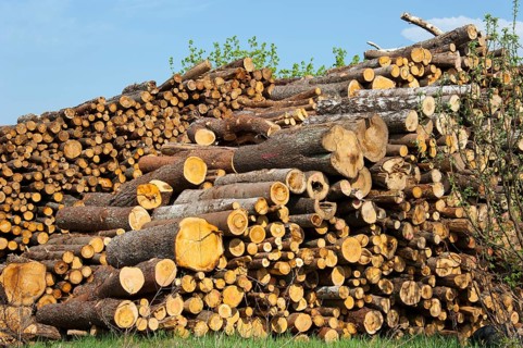 Woodpile