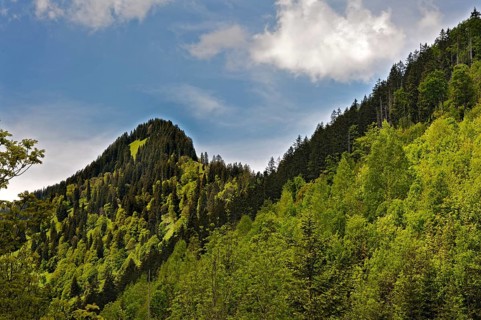 Mixed forest near Hinterstein