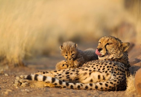 Cheetah (Acinonyx jubatus)