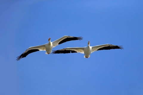 American White Pelican (Pelecanus erythrorhynchos)