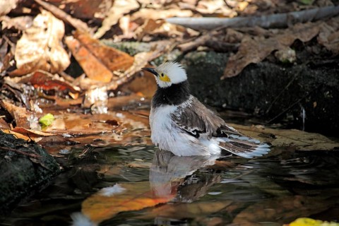 Black-necked