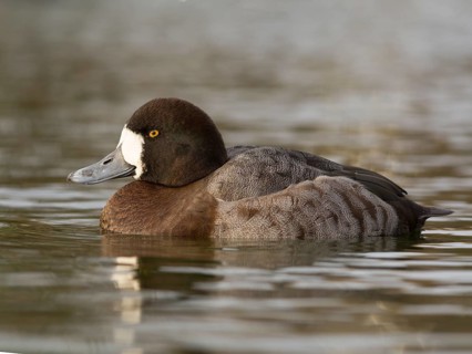 Greater Scaup or Scaup (Aythya marila)