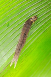 Caterpillar of the Pale Owl or Giant Owl butterfly (Caligo memnon)