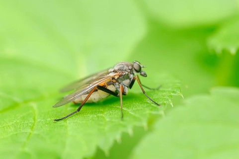 Large Fleck-winged Snipefly (Rhagio notatus)