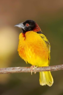 Village Weaver (Ploceus cucullatus