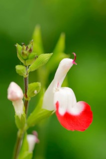 Baby Sage or Blackcurrant Sage var 'Hot Lips' (Salvia microphylla)