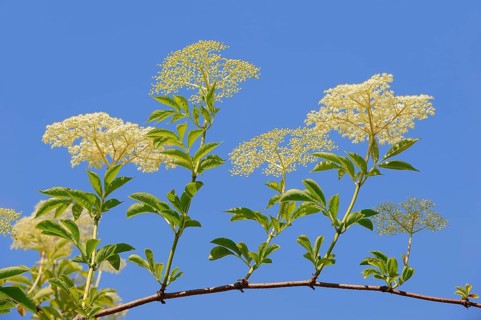 European elderberry (Sambucus nigra)