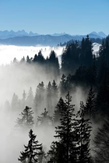 Coniferous forest in fog