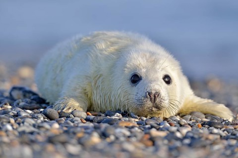 Grey Seal (Halichoerus grypus)