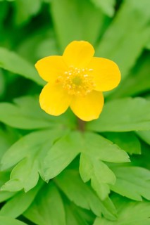 Yellow Anemone (Anemone ranunculoides)