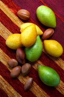 Fresh Argan nuts (Argania spinosa)