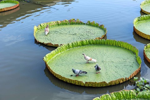 Pigeon in a Giant Water Lily (Victoria sp.)
