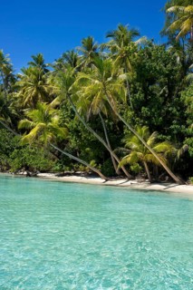 Lagoon with a sandy beach and palm trees