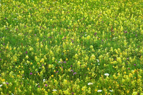 European Yellow Rattle (Rhinanthus alectorolophus) on a flowering spring meadow