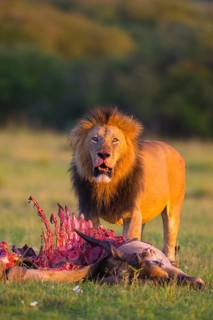 Lion (Panthera leo)
