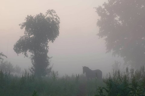 Horse in the morning mist over a meadow