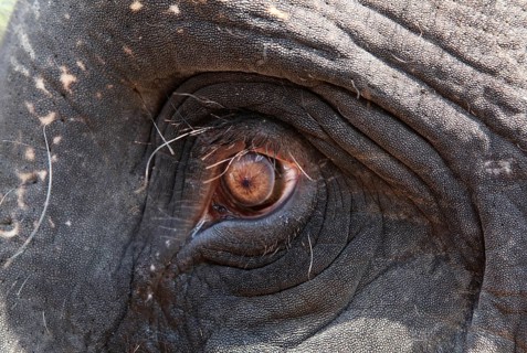 Eye of an Asian Elephant (Elephas maximus)