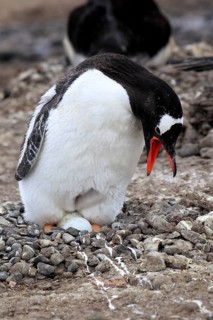 Gentoo Penguins (Pygoscelis papua)