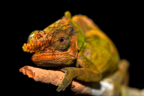 Calumma malthe Chameleon (Calumma malthe)