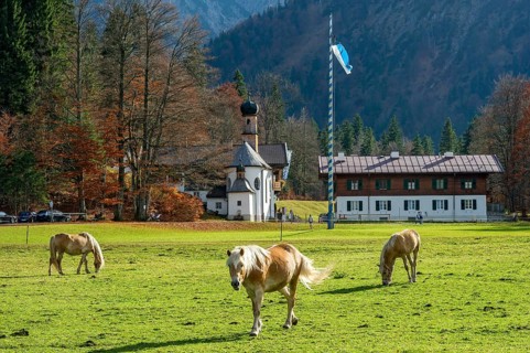Horses on the pasture