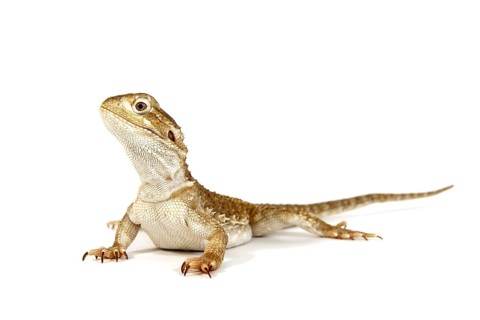 Dwarf Bearded Dragon (Pogona minor)