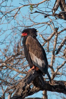 Bateleur (Terathopius ecaudatus)
