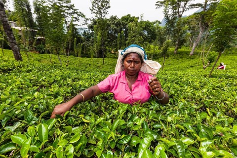Tea picker