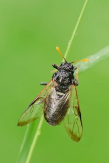 Large Birch Sawfly (Cimbex femoratus)