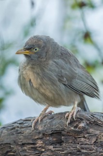 Jungle Babbler (Turdoides striata)