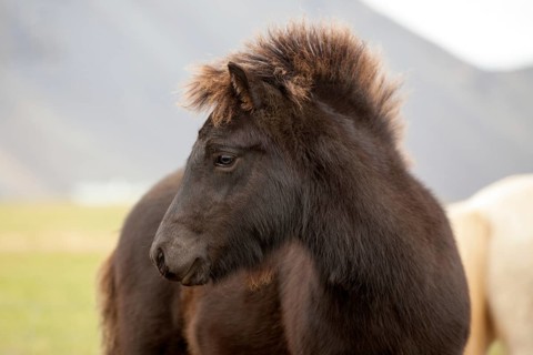 Icelandic horse
