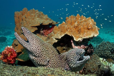 Two Laced Morays (Gymnothorax favagineus) at a coral reef