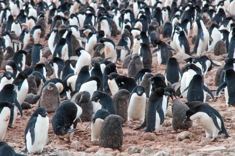 Adelie Penguins (Pygoscelis adeliae)