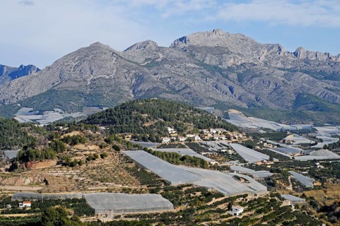 Medlar plantations
