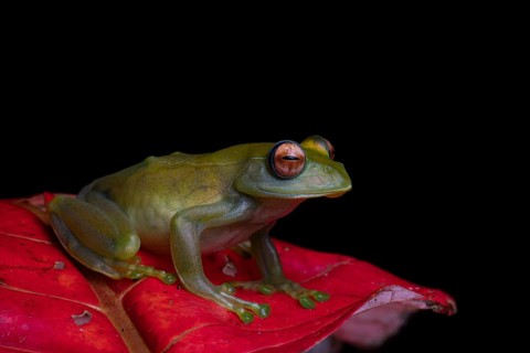 Ankafana Bright-eyed Frog (Boophis luteus) sits on red leaf