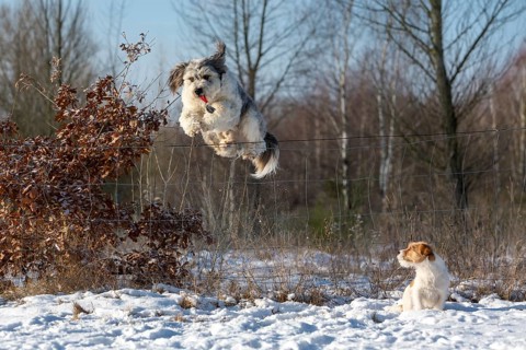 Mixed-breed dog jumping over a wire fence with a dog training clicker in its mouth