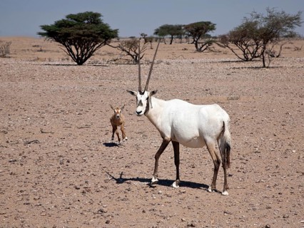 Arabian Oryx (Oryx leucoryx) with a calf
