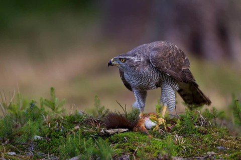 Northern Goshawk (Accipiter gentilis) with a captured squirrel