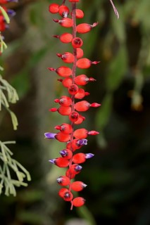 Bromeliad (Aechmea victoriana)