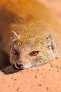 Yellow Mongoose (Cynictis penicillata)